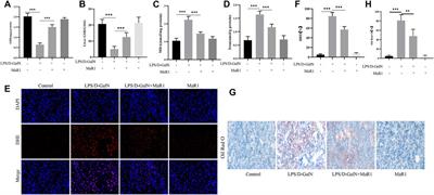 Maresin1 Protect Against Ferroptosis-Induced Liver Injury Through ROS Inhibition and Nrf2/HO-1/GPX4 Activation